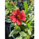 Kokárdavirág 'Barbican Red' (Gaillardia aristata)
