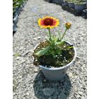 Kokárdavirág 'Barbican Yellow Red Ring' (Gaillardia aristata)