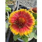 Kokárdavirág 'Barbican Yellow Red Ring' (Gaillardia aristata)