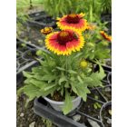Kokárdavirág 'Barbican Yellow Red Ring' (Gaillardia aristata)