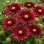 Kokárdavirág 'Burgunder ' (Gaillardia aristata)