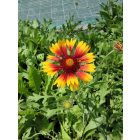 Törpe kokárdavirág ‘Kobold’ (Gaillardia aristata)