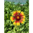 Törpe kokárdavirág ‘Kobold’ (Gaillardia aristata)
