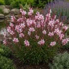Díszgyertya ‘Ciao Ciao Multicolore’ (Gaura lindheimeri)