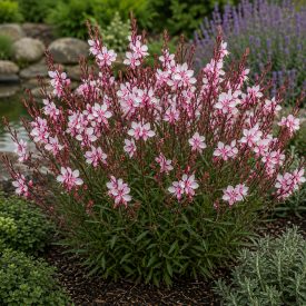 Díszgyertya ‘Ciao Ciao Multicolore’ (Gaura lindheimeri)