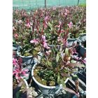 Díszgyertya ‘Ciao Ciao Multicolore’ (Gaura lindheimeri)