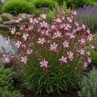 Díszgyertya ‘Gambit Rose Bicolor’ (Gaura lindheimeri)