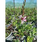 Díszgyertya ‘Gambit Rose Bicolor’ (Gaura lindheimeri)
