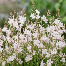 Díszgyertya ‘Gaudi Compact Pink’ (Gaura lindheimeri)