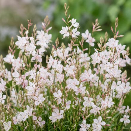 Díszgyertya ‘Gaudi Compact Pink’ (Gaura lindheimeri)