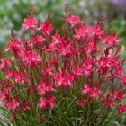Díszgyertya ‘Gaudi Compact Red’ (Gaura lindheimeri)