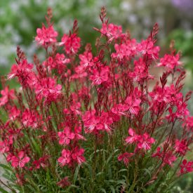 Díszgyertya ‘Gaudi Compact Red’ (Gaura lindheimeri)