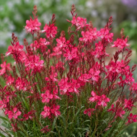 Díszgyertya ‘Gaudi Compact Red’ (Gaura lindheimeri)