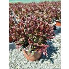 Díszgyertya ‘Gaudi Compact Red’ (Gaura lindheimeri)
