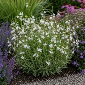 Díszgyertya ‘Gaudi Compact White’ (Gaura lindheimeri)