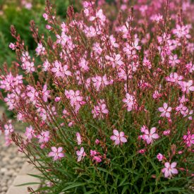 Díszgyertya ‘Siskiyou Pink’ (Gaura lindheimeri)