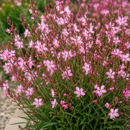 Díszgyertya ‘Siskiyou Pink’ (Gaura lindheimeri)