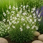 Díszgyertya ‘Sparkle White’ (Gaura lindheimeri)