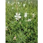 Díszgyertya ‘Sparkle White’ (Gaura lindheimeri)