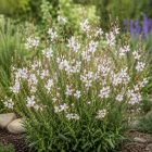 Díszgyertya ‘Steffi White’ (Gaura lindheimeri)