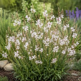 Díszgyertya ‘Steffi White’ (Gaura lindheimeri)