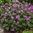 Illatos gólyaorr 'BeePub' (Geranium macrorrhizum)