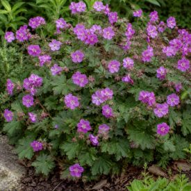 Illatos gólyaorr 'BeePub' (Geranium macrorrhizum)