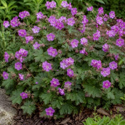 Illatos gólyaorr 'BeePub' (Geranium macrorrhizum)