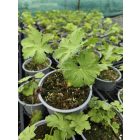 Illatos gólyaorr 'BeePub' (Geranium macrorrhizum)