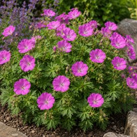Piros gólyaorr 'Max Frei' (Geranium sanguineum)