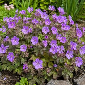 Gólyaorr (Geranium wlassovianum)