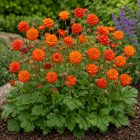 Chilei gyömbérgyökér ‘Fireball’ (Geum chiloense)