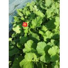 Chilei gyömbérgyökér ‘Fireball’ (Geum chiloense)