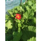 Chilei gyömbérgyökér ‘Fireball’ (Geum chiloense)