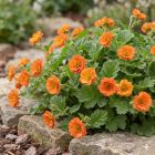 Skarlátvörös gyömbérgyökér 'Tosai Orange' (Geum coccineum)