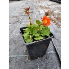Skarlátvörös gyömbérgyökér 'Tosai Orange' (Geum coccineum)