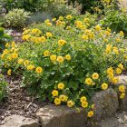 Skarlátvörös gyömbérgyökér 'Tosai Yellow' (Geum coccineum)