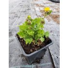 Skarlátvörös gyömbérgyökér 'Tosai Yellow' (Geum coccineum)