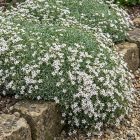 Havasi fátyolvirág 'White' (Gypsophila cerastioides)