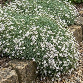   Havasi fátyolvirág 'White' (Gypsophila cerastioides)