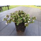 Havasi fátyolvirág 'White' (Gypsophila cerastioides)