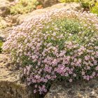 Kúszó fátyolvirág 'Filou Rose' (Gypsophila repens)