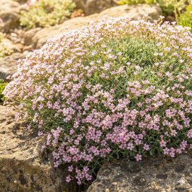   Kúszó fátyolvirág 'Filou Rose' (Gypsophila repens)