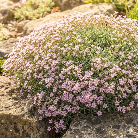 Kúszó fátyolvirág 'Filou Rose' (Gypsophila repens)