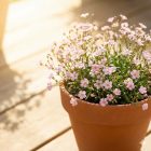 Kúszó fátyolvirág 'Filou Rose' (Gypsophila repens)