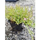 Kúszó fátyolvirág 'Filou Rose' (Gypsophila repens)