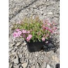 Kúszó fátyolvirág 'Filou Rose' (Gypsophila repens)