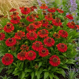   Őszi napfényvirág ‘Autumn Dream Red’ (Helenium autumnale)