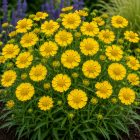 Őszi napfényvirág 'Autumn Dream Yellow' (Helenium autumnale)
