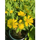 Őszi napfényvirág 'Autumn Dream Yellow' (Helenium autumnale)
